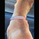 ETOPARS Microfiber Pet Dog Collar Leashes Set, Reflective Dog Collar, Double-Layer Soft Leather Pet Leash, Cat Dog Collar Leash Set, Pet Collar Leash for Small & Medium Dogs