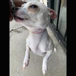 ETOPARS Microfiber Pet Dog Collar Leashes Set, Reflective Dog Collar, Double-Layer Soft Leather Pet Leash, Cat Dog Collar Leash Set, Pet Collar Leash for Small & Medium Dogs