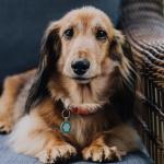 MYLUCKYTAG QR Code Dog ID Tags - Pet Online Profile - Scan QR Receive Instant Location Alert Email