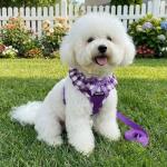SuperBuddy Upgraded Soft Mesh Dog Harness, Super Breathable Lightweight Pet Harnesses for Puppy Dogs Outdoor Walking, Purple Dog Harness and Dog Leash Set Packing -Small