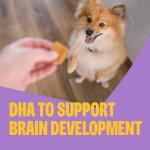 Wellness Puppy Treats, Natural, Training Treat, Grain Free, Soft Lamb & Salmon (3 Ounce Bag)