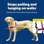 PetSafe Easy Walk Harness for Dogs - Pull-Free Walks - Patented Martingale Loop Design - Front Chest Leash Attachment - Comfort Straps - Breathable Harness Design - Large, Raspberry/Gray