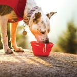 Kurgo Collapsible & Portable Travel Dog Bowl for Food & Water | Portable Water for Dogs | Food Grade Silicone Collapsible Dog Bowl | Pet Travel Accessories | BPA Free | Holdsup to 24 oz | Red