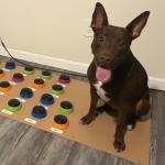 Hunger for Words Talking Buttons Starter Set - Recordable Buttons to Teach Your Dog to Communicate, Dog Training Games, Plastic, Multicolor