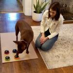 Hunger for Words Talking Buttons Starter Set - Recordable Buttons to Teach Your Dog to Communicate, Dog Training Games, Plastic, Multicolor