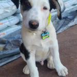 Silent Dog Tag Personalized with 5 Lines of Custom Deep Engraved Durable Soundless Silicone Pet ID Name Tag Bone Design Pink