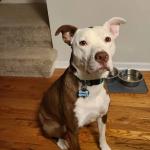 Silent Dog Tag Personalized with 5 Lines of Custom Deep Engraved Durable Soundless Silicone Pet ID Name Tag Bone Design Pink