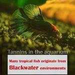 Premium Indian Almond Leave. Aquarium Decorations Size 6-9" Pack 50g(20-25 Leaves). Catappa Leaves Rich in Tannin. Superb to be Health Better, Vitality, Succesful Breeding! of Shrimp & Betta Fish Tank