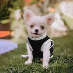 4 Pieces Dog Clothes for Small Dogs Girl Boy Summer Puppy Clothes for Chihuahua Yorkie Soft Cute Pattern Dog Shirt Spring Pet Cat Clothing Pink Rose Red Green XXS~M (Grey,Red,Black,Green, Medium)