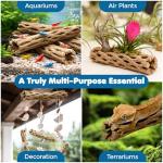 SunGrow Cholla Wood, 6” Climbing Logs, Chew Toy, Aquarium Fish, Snail, and Shrimp Driftwood, Tropical Freshwater Fish Décor, Adds Raw Beauty, 3 Pack