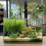 Vimvins 5 Gallon Glass Fish Tank, Easy to Maintain Small Aquarium for Betta/Goldfish/Snails/Shrimp and Aquatic Planting.