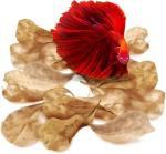 SunGrow 50 pcs Catappa Indian Almond Leaves – 2” Water Conditioner for Betta Fish Tank, Aquarium Leaf for Fish Breeding, Shrimp, Goldfish, Guppy & Frogs