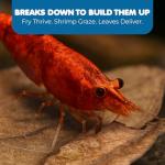 SunGrow 50 pcs Catappa Indian Almond Leaves – 2” Water Conditioner for Betta Fish Tank, Aquarium Leaf for Fish Breeding, Shrimp, Goldfish, Guppy & Frogs