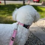 FURRYFECTION Reflective Dog Collar and Leash Set with Quick Release Buckle, Padded with Neoprene Adjustable Nylon Dog Collar for Small Medium and Large Dogs (Medium Collar+5FT Leash, Pink)