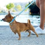 2 Pack Puppy Dog Collar Leash and Leash for Small Dogs Pet Cat Kitten Leashes Adjustable Training Rope Quick Release Paw Print Soft Nylon Pet Collar