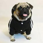 Weowin Pet Outfit - Cute Dog Hoodie Tracksuit Sweater Winter Clothes Pajamas Jumpsuit 4-Legs Black for Puppy Small Medium Large Dogs Girl or Boy (XX-Small)