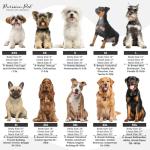 Parisian Pet Dog Shirt – 100% Cotton Shirts for Large Dogs – Black Sleeveless Pet Clothes – Lightweight Dog Security Shirt – Breathable Dogs Clothes - Stretchy Puppy T Shirts