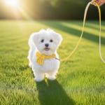 RoseYouth Dog Collar and Leash Set with Bowtie, Girl Dog Collars Metal Buckle Adjustable for Small Medium Dogs (Yellow, M: Neck 13"-22" Leash 5 FT)