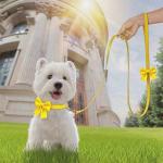 RoseYouth Dog Collar and Leash Set with Bowtie, Girl Dog Collars Metal Buckle Adjustable for Small Medium Dogs (Yellow, M: Neck 13"-22" Leash 5 FT)