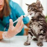 14 pcs Baby Bird Feeding Syringe Set, Small Bird Feeding Hand Feeding Tubes Kit, Parrot Feeder Food Feeding & Watering Supplies for Baby Birds Small Pet