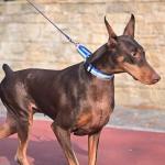 ESGPET Martingale Dog Collar and Leash Set for Walking, Playing, Training, Reflective Adjustable Puppy Collars with Leash for Small Medium Large Dogs (Blue,Small)