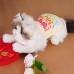 choyaxo 4pcs Dog Clothes Pet Printed Vest for Chiuahaha Small Dogs Kitten Spring Summer