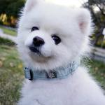 IVY&LANE Reflective Dog Collar and Leash Set,Adjustable Neoprene Padded Dog Collars for Puppy, Breathable Nylon Pet Collar for Small Medium Large Dogs (Small,Blue)