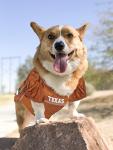 Pets First NCAA College Texas Longhorns Mesh Jersey for DOGS & CATS, X-Large. Licensed Dog Jersey with your Favorite Football/Basketball College Team