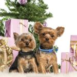 Black XXS Dog Collar with Bell Leash Set, Reflective Cat Collars Puppy Collar Nylon Soft Adjustable for XS Extra Small Tiny Boy Girl Pets Female Male Kitten Yorkie Teacup Chihuahua XSmall