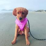 Gooby Puffer Vest Dog Jacket - Purple, X-Small - Ultra Thin Windbreaker with Dual D Ring Leash - Water Resistant Small Dog Sweater Coat