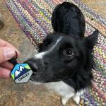 Silent Dog Tag Personalized with 5 Lines of Custom Deep Engraved Durable Soundless Silicone Pet ID Name Tag Hexagon Forest Night