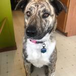 Silent Dog Tag Personalized with 5 Lines of Custom Deep Engraved Durable Soundless Silicone Pet ID Name Tag Hexagon Forest Night