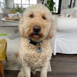 Silent Dog Tag Personalized with 5 Lines of Custom Deep Engraved Durable Soundless Silicone Pet ID Name Tag Hexagon Forest Night