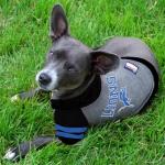 Pets First NFL Detroit Lions Hoodie for Dogs & Cats. | NFL Football Licensed Dog Hoody Tee Shirt, Medium| Sports Hoody T-Shirt for Pets | Licensed Sporty Dog Shirt