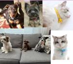 XXS Dog Collar with Bell Leash Set, Nylon Paw Print Cat Collar and Leash Adjustable Buckle for Xs XSmall Small Puppy Dogs Girl Kitten Yorkie Chihuahua X-Small,Pale Purple