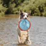 Chuckit! Paraflight Flying Disc Dog Toy - Water Floating Flyer - Durable Nylon Construction with Soft Rubber Edges - For Medium and Large Dogs - Size Large - 9.75" L x 9.75" W - Pack of 1
