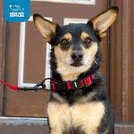 Best Pet Supplies Voyager Reflective Dog Leash or Collar with Neoprene Handle, for Small, Medium, and Large Breed Puppies, Cute and Heavy Duty for Walking, Running and Training - Turquoise, S