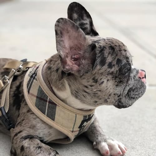 PUPTECK Soft Mesh Dog Harness & Leash Set