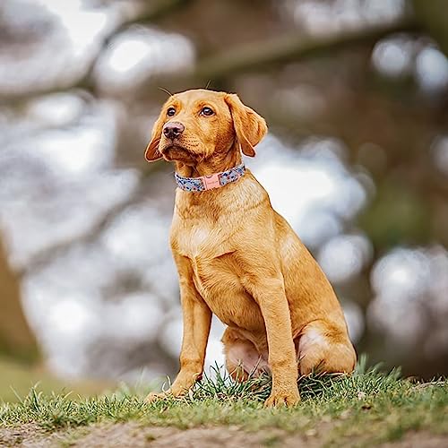 Stylish Metal Buckle Dog Collar for All Sizes
