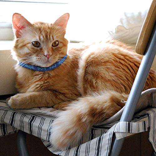 Personalized Embroidered Nylon Cat Collar with Bell