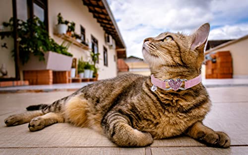 Heart Bling Cat Collar with Safety Bell - Pink