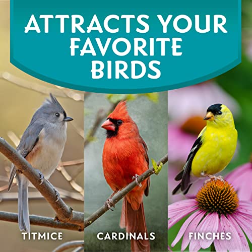 Premium Shell-Free Wild Bird Food - 10 lbs