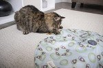 Petlinks Mystery Motion Concealed Cat Toy