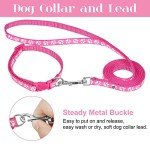 Dog Collar and Leash Set for Puppies
