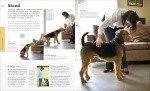 Beginner’s Dog Training Guide: Train Your Superdog