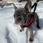 Gooby No Pull Step-In Dog Harness - Hot Pink