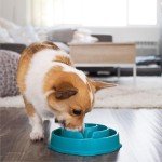 Outward Hound Slow Feeder Dog Bowl - Turquoise