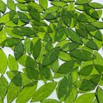 LITMIND 120 Pieces Olive Green Textured Transparent Mosaic Glass Petals & Leaves in 2 Sizes, Hand-Cut Stained Glass Mosaic Tiles for Crafts - Ideal for Mosaic Art Projects and Home Décor