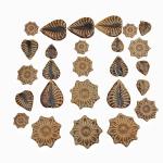 500g/1.1lb Ceramic Mosaic Tiles for Crafts,3 Size Flowers & Leaves Ceramic Mosaic Tiles Pieces for Home Decoration or DIY Crafts,Such as Mosaic Coasters, vases, Picture Frames, Cups (Brown)