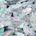 Iridescent Mosaic Glass Petals & Leaves Tiles